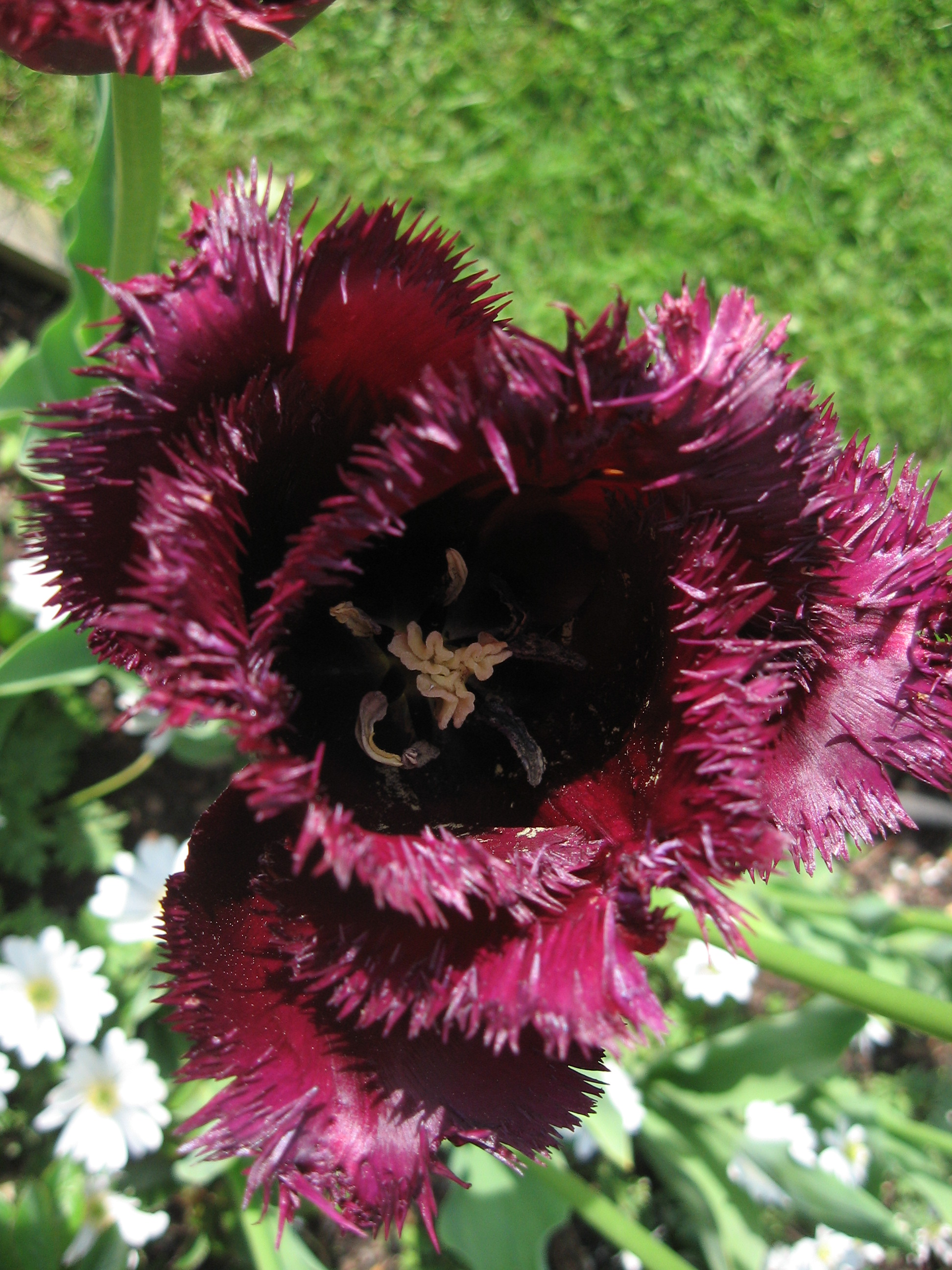 black tulip flower