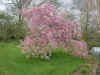 Description: C:\Users\User\images\garden\05cherrypond_small.jpg