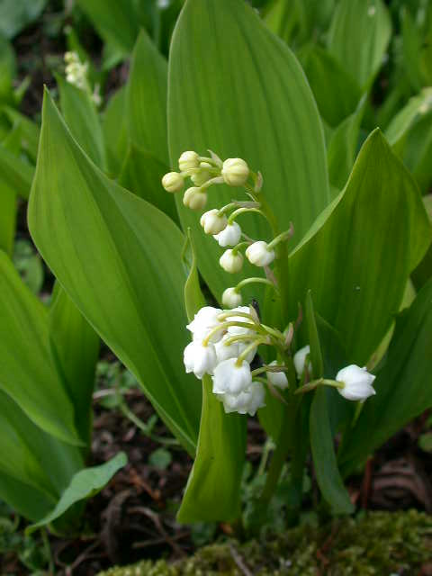 convallaria.jpg