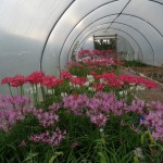 nerine-tunnel-2