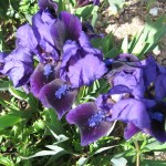 Iris Double Lament DBI