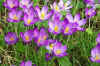 Crocus tommasianus Whitewell Purple