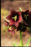 Frit camschatcensis