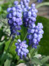 Muscari armeniacum