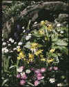 Narcissus Hawera