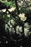 Tulip fosterians 'Purissima' / 'White Emperor'