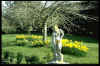 Cherry lawn