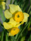 Narcissus Sundial