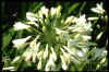 Agapanthus Headbourne White
