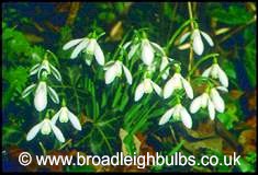 Galanthus nivalis
