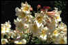 Lilium Regale