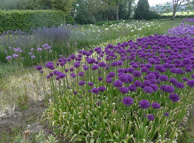 allium collection (May - June)