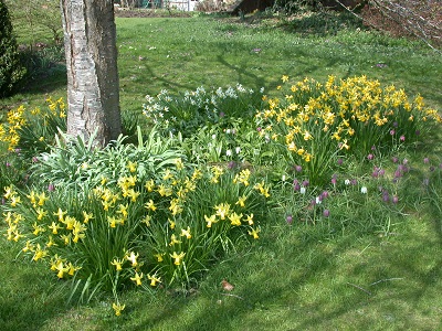 Daffodils under the  cherry