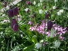 Erythroniums with fritillaries