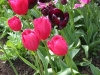 Tulips in the pink border (April-May)