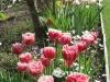 Tulips under the pear (May)