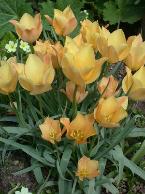 Tulip batalinii (April)