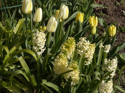 Tulips with Hyacinths in the yellow border in April